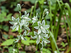 Ornithogalum boucheanum