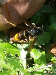 Vespa velutina nigrithorax