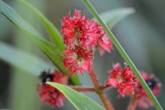 Miconia pubistyla