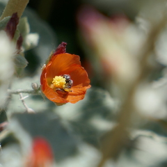 Andrena sphaeralceae