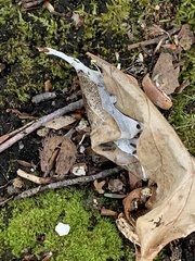 Euproctis chrysorrhoea