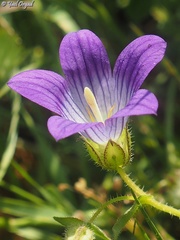 Campanula strigosa