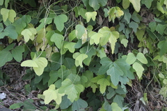 Pueraria montana lobata