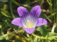 Campanula strigosa