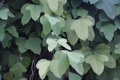 Pueraria montana lobata