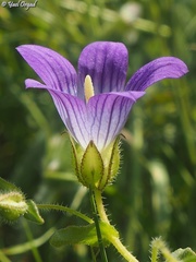 Campanula strigosa
