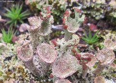 Cladonia grayi