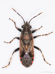 Heterogaster affinis