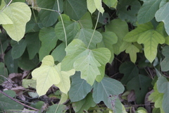 Pueraria montana lobata