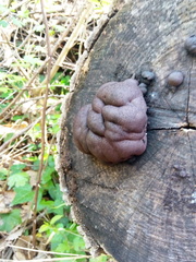 Daldinia concentrica