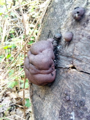 Daldinia concentrica