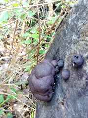 Daldinia concentrica