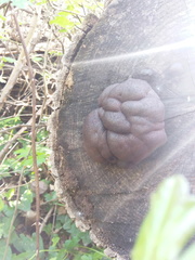 Daldinia concentrica