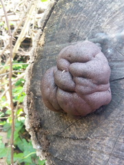 Daldinia concentrica