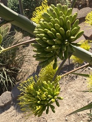 Agave utahensis