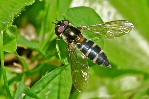 Large Hover Fly photo 4