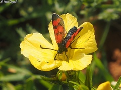 Zygaena graslini