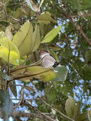 Hypolimnas anthedon anthedon