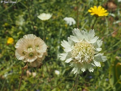 Lomelosia palaestina