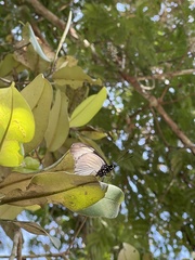 Hypolimnas anthedon anthedon