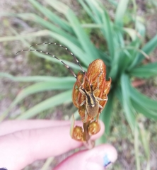 Agapanthia asphodeli