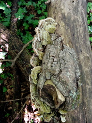 Auricularia mesenterica