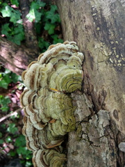 Auricularia mesenterica