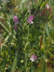 Ononis hirta