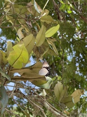 Hypolimnas anthedon anthedon