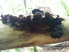 Auricularia mesenterica