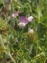 Ononis hirta