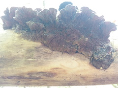 Auricularia mesenterica