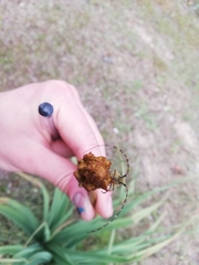 Agapanthia asphodeli