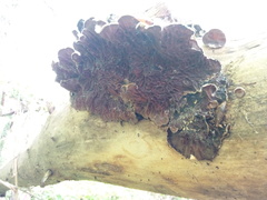 Auricularia mesenterica