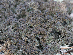 Cladonia crispata