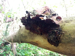 Auricularia mesenterica