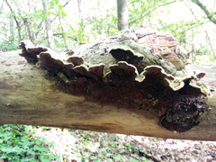 Auricularia mesenterica