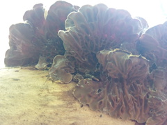 Auricularia mesenterica