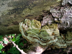 Auricularia mesenterica