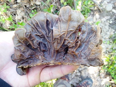 Auricularia mesenterica