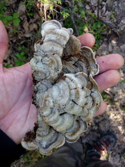 Auricularia mesenterica