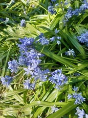 Scilla bithynica