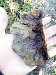 Auricularia mesenterica