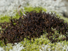 Cetraria ericetorum