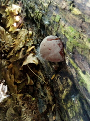 Auricularia auricula-judae