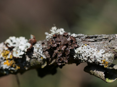 Tuckermanopsis sepincola