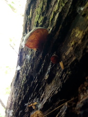 Auricularia auricula-judae