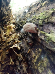 Auricularia auricula-judae