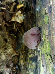 Auricularia auricula-judae
