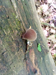 Auricularia auricula-judae